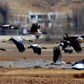 Black-necked Cranes (Grus nigricollis) flying at a national nature reserve in Linzhou county, Lhasa, capital of south-west China’s Tibet Autonomous Region